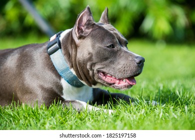 Female Blue Brindle American Staffordshire Terrier Dog Or AmStaff Closeup On Nature