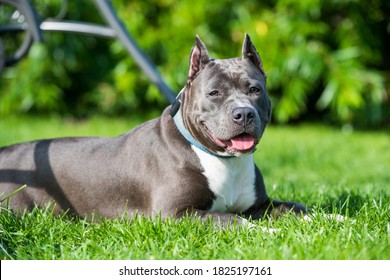 Female Blue Brindle American Staffordshire Terrier Dog Or AmStaff Closeup On Nature