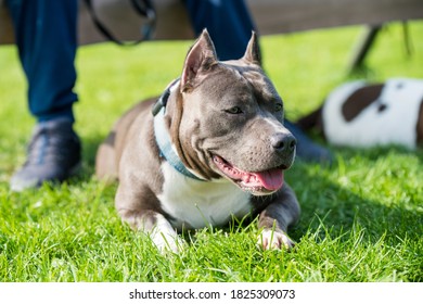 Female Blue Brindle American Staffordshire Terrier Dog Or AmStaff Closeup On Nature