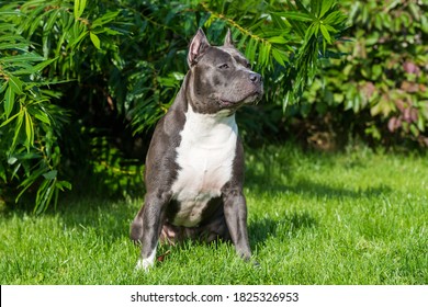 Female Blue Brindle American Staffordshire Terrier Dog Or AmStaff Closeup On Nature