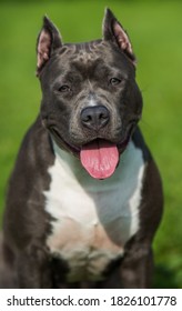 Female Blue Brindle American Staffordshire Terrier Dog Or AmStaff Closeup On Nature