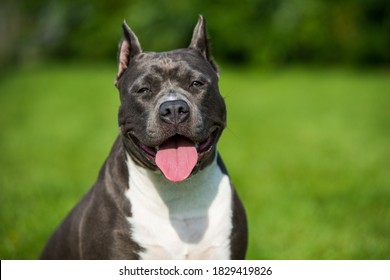 Female Blue Brindle American Staffordshire Terrier Dog Or AmStaff Closeup On Nature