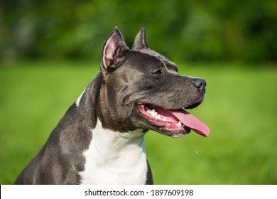 Blue American Stafford Hd Stock Images Shutterstock