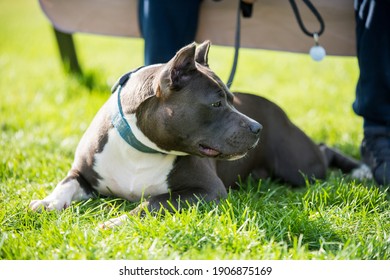 Female Blue Brindle American Staffordshire Terrier Dog Or AmStaff Closeup On Nature