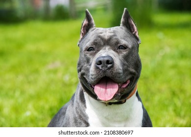 Female Blue Brindle American Staffordshire Terrier Dog Or AmStaff Closeup On Nature