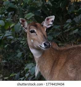 Female Blue Bull. Least Concern  