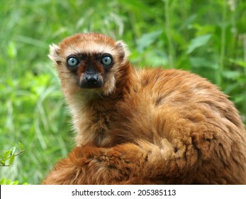 Female Blue Eyed Lemur