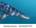 female blue shark, Prionace glauca, with love bites or mating scars, encountered off Cape Infanta, South Africa