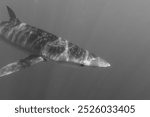 female blue shark, Prionace glauca, with love bites or mating scars, encountered off Cape Infanta, South Africa