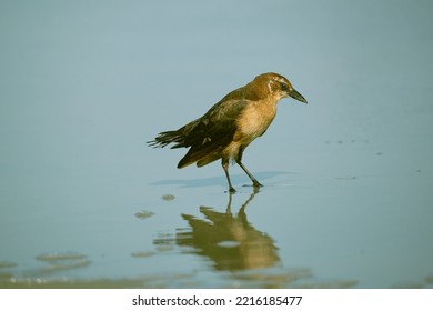 Female Boat Tailed Grackle On The Beach Searching For Food In Myrtle Beach South Carolina