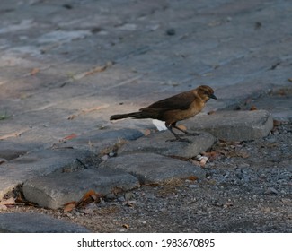 Female Boat-Tailed Grackle In Folly Island, SC