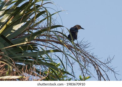 Female Boat-Tailed Grackle In Folly Island, SC