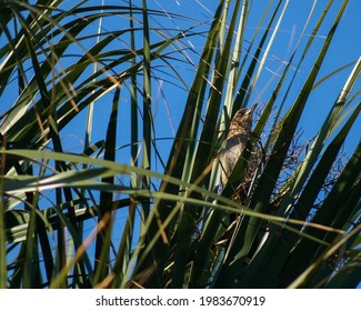 Female Boat-Tailed Grackle In Folly Island, SC