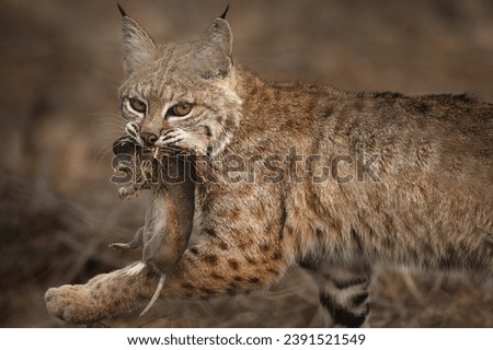 A female bobcat carries her prey to a secret spot. 