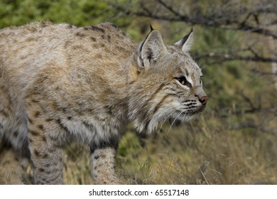 Female Bobcat Woods Stock Photo 65517148 | Shutterstock