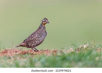 Female Bobwhite, Rio Grande Valley, Texas