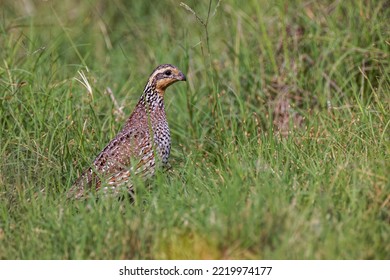 Female Bobwhite, Rio Grande Valley, Texas