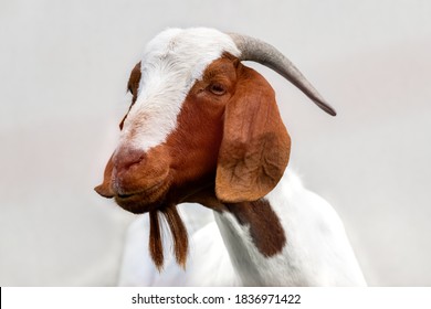 Female Boer goat (doe), a breed of goat that was developed in South Africa in the early 1900s and is a popular breed for meat and milk production, with its typical beard brown and white fur and horns