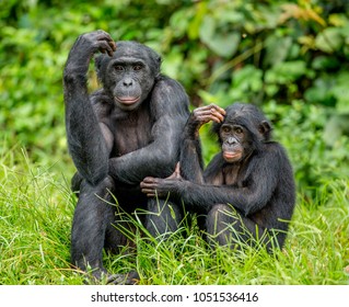 Female bonobo with a baby is sitting on the grass. Democratic Republic of the Congo. Africa. - Shutterstock ID 1051536416