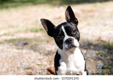 Female Boston Terrier Puppy Dog