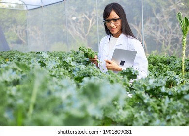 The female botanist, geneticist, or scientist with laptop is working in greenhouses full of plants. - Powered by Shutterstock