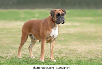 Female Boxer Dog Images Stock Photos Vectors Shutterstock