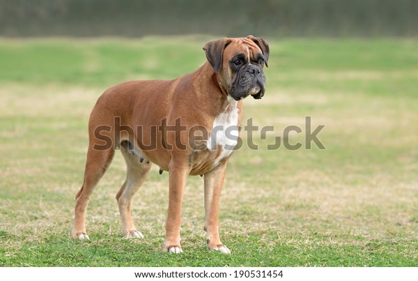 Female boxer dog