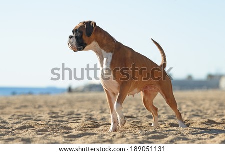 Female boxer dog playing at the beach