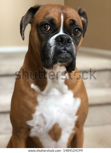looking for female boxer to breed