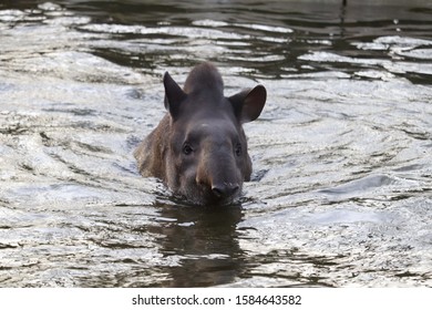 Female Brazilian Tapir, Luna, Enjoying A Swim In A Pool (Tapirus Terrestris)