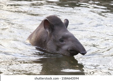 Female Brazilian Tapir, Luna, Enjoying A Swim In A Pool (Tapirus Terrestris)