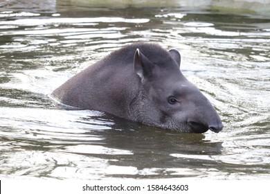 Female Brazilian Tapir, Luna, Enjoying A Swim In A Pool (Tapirus Terrestris)