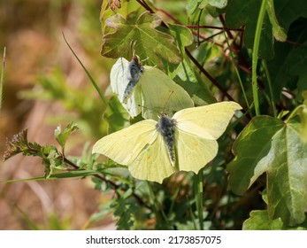 Female Brimstone Butterfly Rejecting Male Attempting to Mate