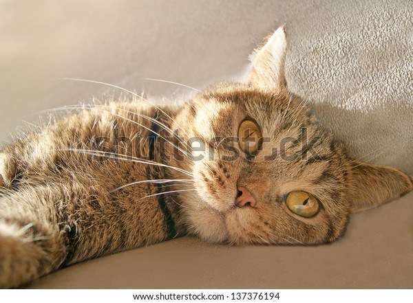 Female British Shorthair Black Golden Spotted Stock Photo Edit