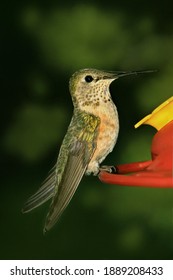 Female Broad Tailed Hummingbird On Feeder