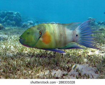 Female Broomtail Wrasse (Cheilinus Lunulatus, Labridae) Over Seagrass