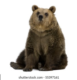 Женский коричневый медведь, 8 лет, сидит на белом фоне