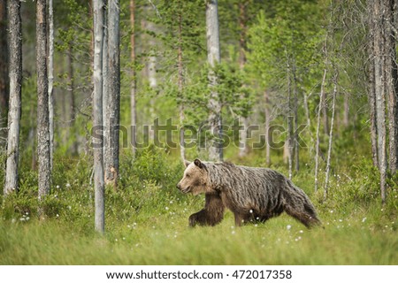 Similar – Image, Stock Photo Brown Bear Safari Hunter