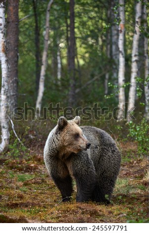 Similar – Brown Bear on forest.