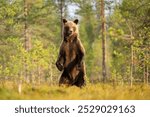 Female brown bear standing in the forest scenery