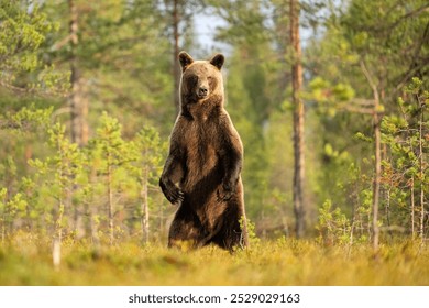 Female brown bear standing in the forest scenery - Powered by Shutterstock