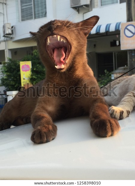 Female brown cat feel sleepy laying on the roof top\
of the white car