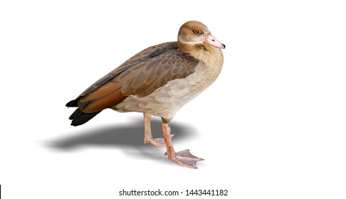 Female Brown Duck Standing Isolated On Stock Photo 1443441182 ...