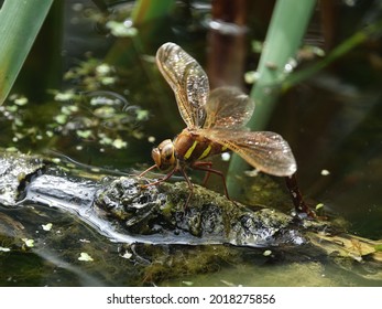 female brown hawker dragonfly (Aeshna grandis) laying eggs in pond margins