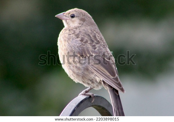 A female Brown Headed\
Cowbird that is perched on the metal hook. It\'s a close up, profile\
shot of the beautiful bird with brown streaks and yellow patches\
around its beak.