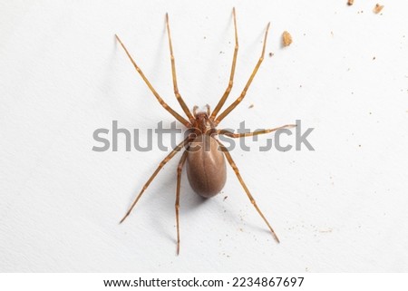 Female Brown Recluse Spider - poisonous arachnid