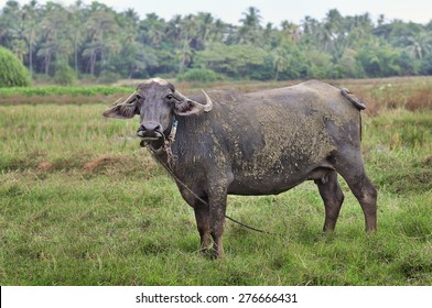 10,649 Buffalo female Images, Stock Photos & Vectors | Shutterstock