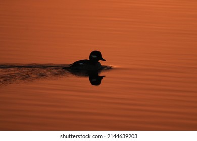 A Female Bufflehead Duck (Bucephala Albeola) In Partial Silhouette On Orange Water At Sunrise With A Wake Ripple Behind Her. Taken In Victoria, British Columbia, Canada.