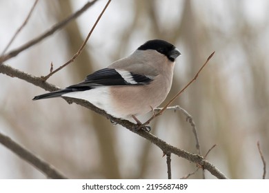 Female Bullfinch Sits On Snow In Winter