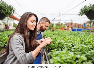 Female business owner and gardener preparing flowers and seedlings for customer. Small greenhouse business. - Powered by Shutterstock